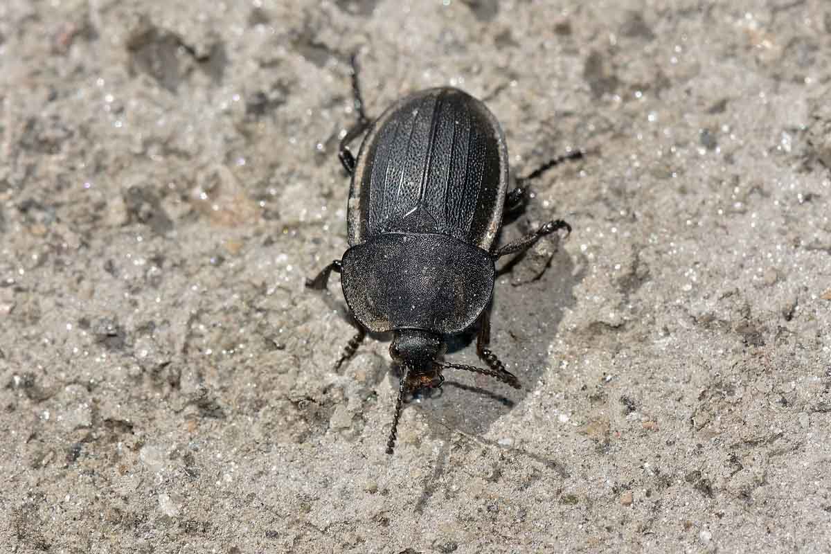 Silpha tristis? Forse S. obscura, Silphidae.